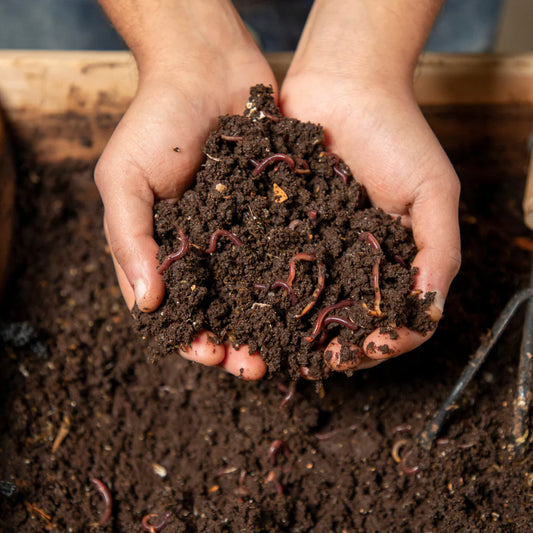 Red Wiggler Composting Worms – Live Vermicomposting Worms